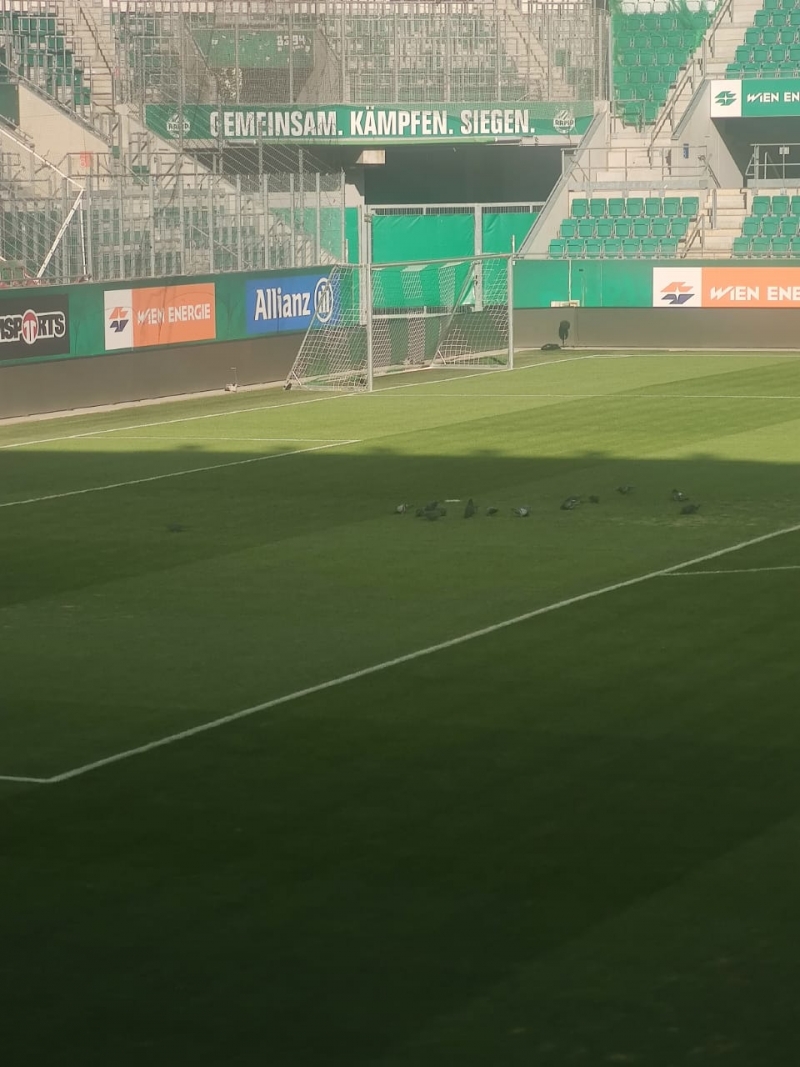 "Neftçi" "bostanlıq"da oynayacaq - FOTOLAR